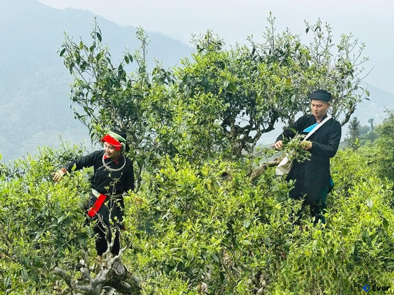 Người Dao xã Thanh Thủy thu hoạch chè Shan tuyết cổ thụ trên dãy Tây Côn Lĩnh.