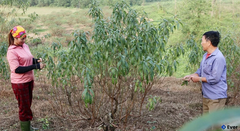 Người trồng đào phai ở thôn Kim Sơn, xã Toàn Lưu