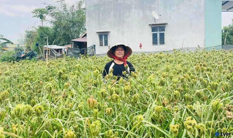 Nhiều hộ người Bahnar ở xã Đak Pơ trồng hạt cào tăng thêm thu nhập