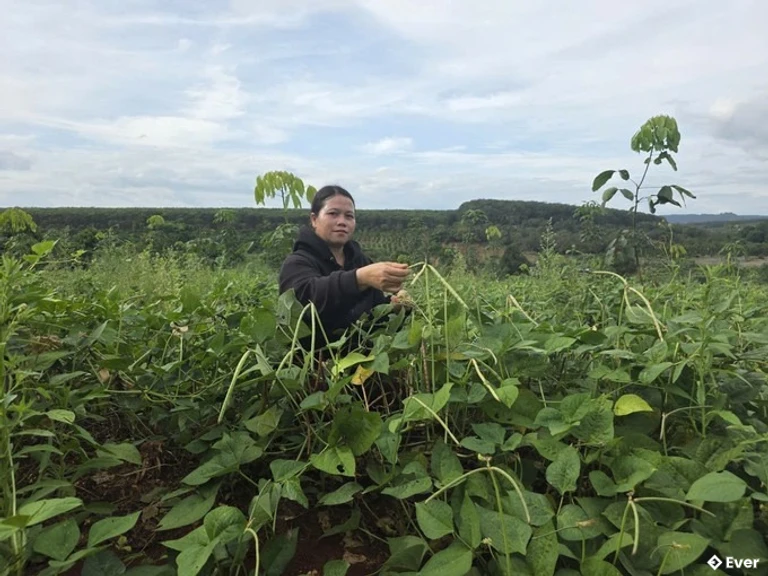 Nhiều hộ tại xã biên giới Ia Nan (Gia Lai) đã thoát nghèo nhờ chính sách hỗ trợ cây điều, xen canh cây trồng ngắn ngày trên những khoảnh đất trước kia bỏ hoang
