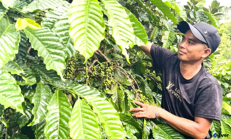 Nhờ được hỗ trợ bò giống và vay vốn ưu đãi, gia đình ông Kpuih Pup (làng Tai Glai) đã vươn lên thoát nghèo