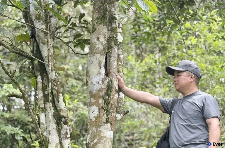 Những cây chè Shan Tuyết cổ thụ mốc meo, sừng sững trên núi rừng vùng cao bản Lài, xã Đức Nhàn