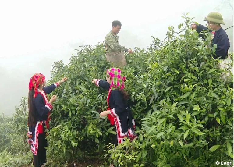 Những cây chè Shan tuyết trên 100 năm tuổi được người Dao xã Cao Bồ thu hái thủ công