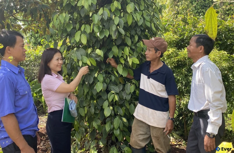 Nông dân Đak Đoa thâm canh, làm giàu từ trồng tiêu