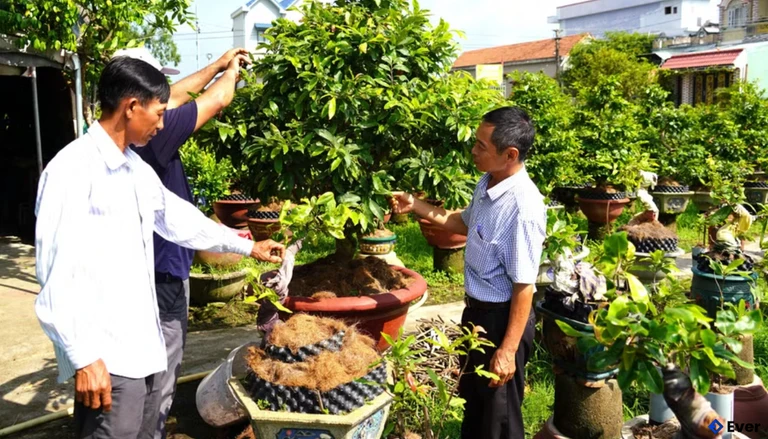 Nông dân phường An Nhơn Bắc chăm sóc mai kiểng