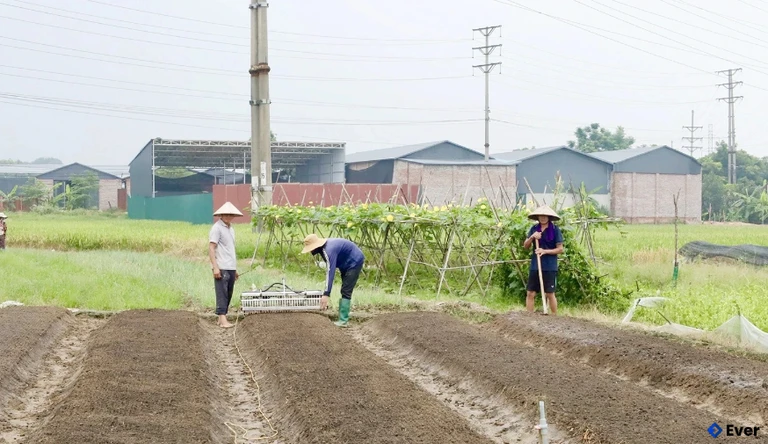 Nông dân thôn Mới, xã Vĩnh Hưng ứng dụng khoa học kỹ thuật mới vào sản xuất nông nghiệp