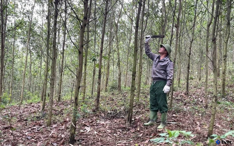 Nông dân thôn Thiểm Niêm (xã Ngọc Trạo) chăm sóc rừng keo