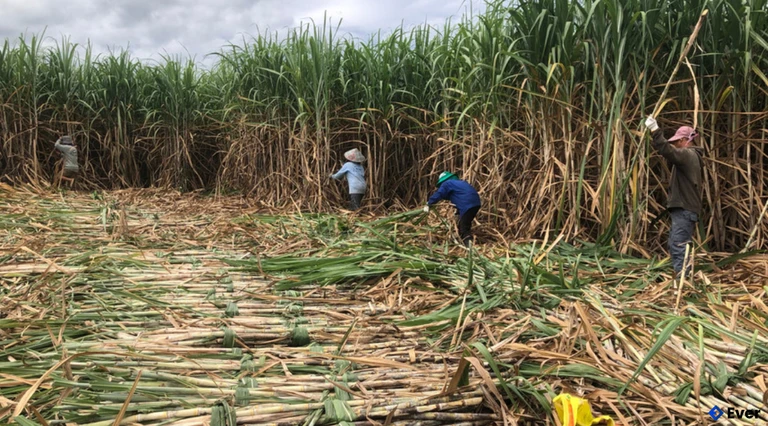 Nông dân trong vùng nguyên liệu mía của AgriS Gia Lai thu hoạch mía