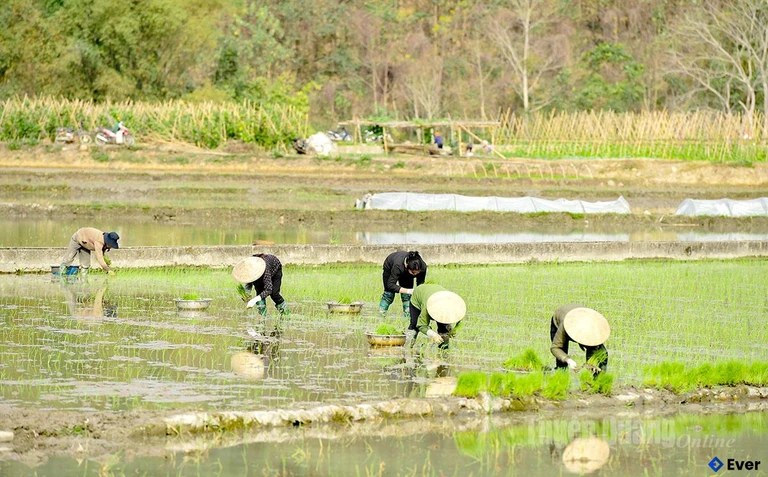 Nông dân xã Bình Xa nô nức xuống đồng cấy lúa vụ mùa.