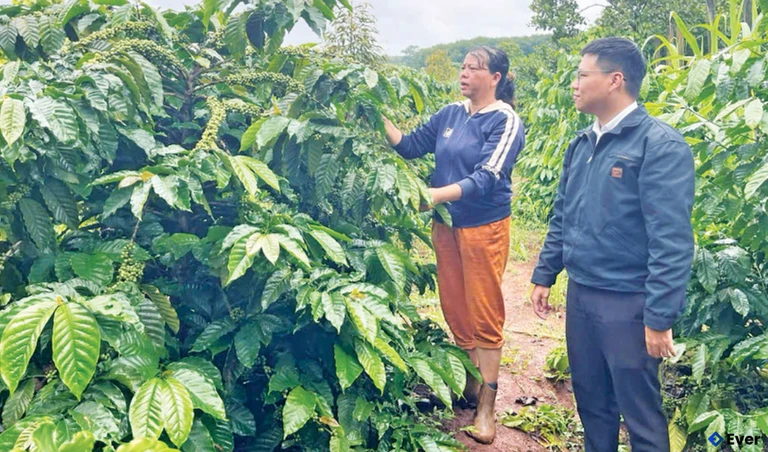 Nông dân xã Chư Prông chăm sóc vườn cà phê