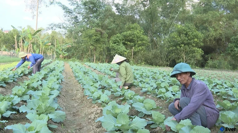 Nông dân xã Đồng Lê tập trung trồng và chăm sóc rau màu
