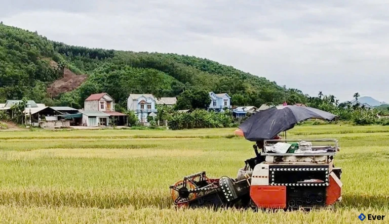 Nông dân xã Hiền Lương đưa máy móc vào thu hoạch những diện tích lúa đã chín từ 80% trở lên