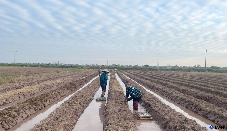 Nông dân xã Hoàng Hoa Thám trồng cây dưa chuột bao tử xuất khẩu.