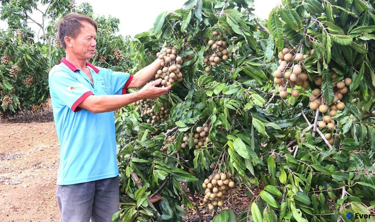Nông dân xã Kông Chro đầu tư phát triển cây nhãn trái vụ mang lại hiệu quả kinh tế cao