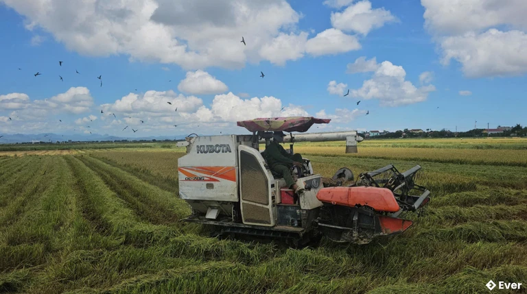 Nông dân xã Lệ Thủy thu hoạch lúa vụ hè-thu