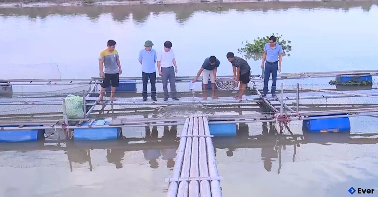 Nông dân xã Lĩnh Toại nuôi cá lồng hiệu quả cao