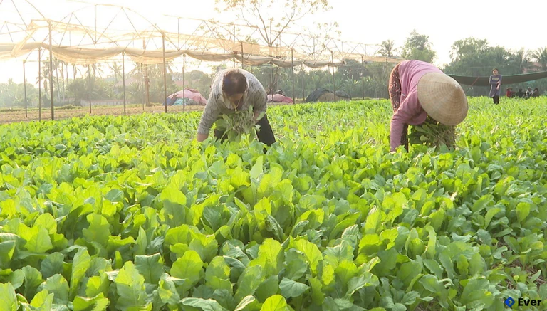 Nông dân xã Quảng Bình chăm sóc và thu hoạch rau màu đúng kỹ thuật, mở rộng diện tích sản xuất