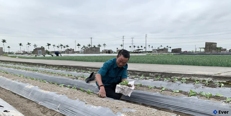 Nông dân xã Quỳnh Phụ trồng cây su hào vụ đông