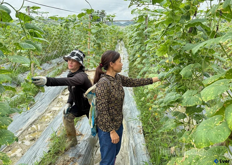 Nông dân xã Tân Mỹ thu hoạch dưa chuột