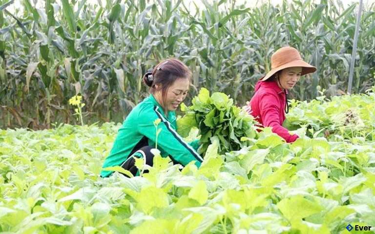 Nông dân xã Yên Trường sản xuất rau màu vụ đông