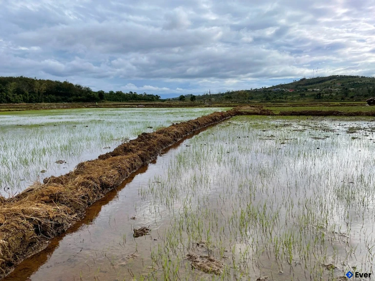 Nông nghiệp đóng vai trò chủ đạo tại xã Tuy Đức