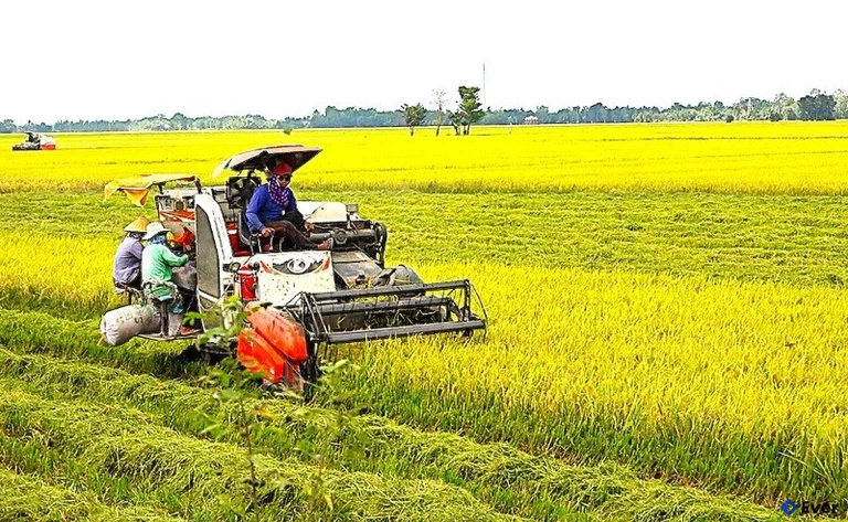 Nông nghiệp được xã Khánh Hưng tiếp tục giữ vai trò nền tảng, quy hoạch theo hướng ứng dụng công nghệ cao