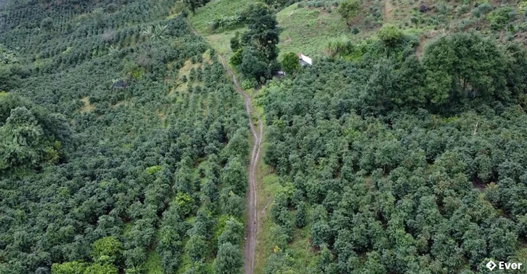 Nông nghiệp phát triển theo hướng ứng dụng công nghệ cao, hình thành vùng chuyên canh cà phê, cao su