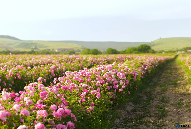 Nông nghiệp sach và đa dạng tại xã Yên Bài