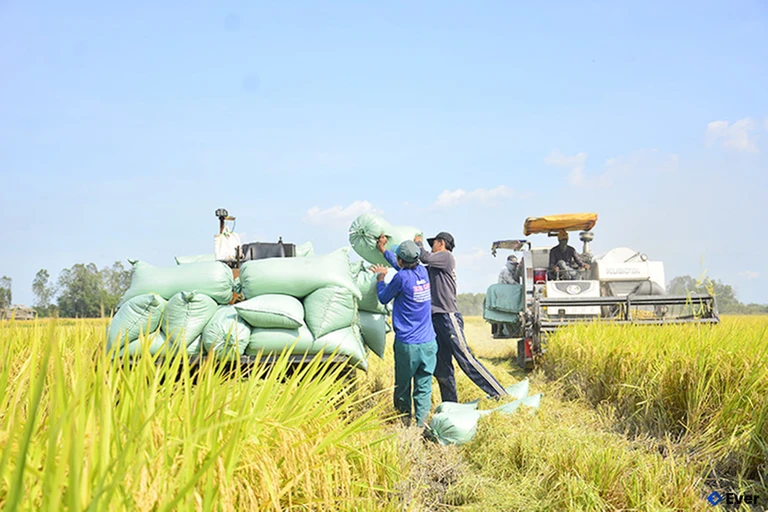 Nông nghiệp vẫn là một trong những thế mạnh kinh tế của huyện Giồng Riềng trước sáp nhập