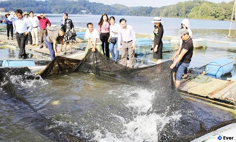 Nuôi cá lồng ở xã Đại Lai