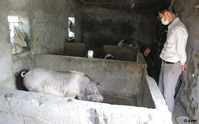 Nuôi lợn nái sinh sản của hộ dân ở xã Đồng Châu.