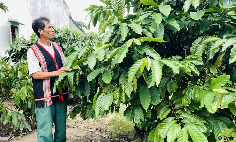 Ở thôn Ya Xiêng, xã Rờ Kơi, ông Hlick làm kinh tế với cây cà phê