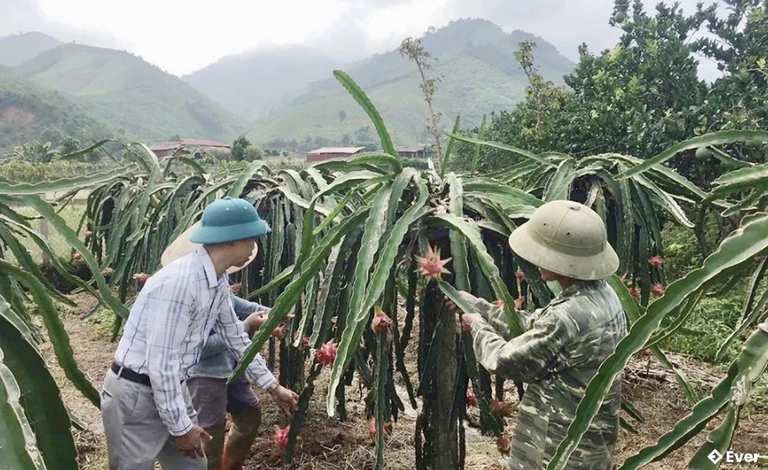 Ông Đinh Văn Hồng - khu Đồng Tiến, xã Yên Lập đầu tư trồng cây ăn quả
