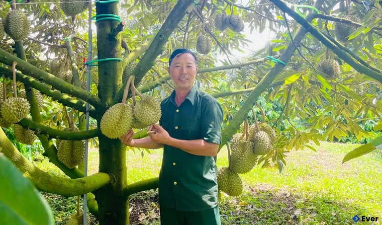 Ông Hoàng Văn Tuấn bên vườn sầu riêng đã được cấp chứng nhận OCOP của gia đình