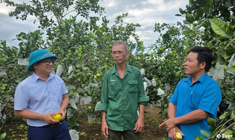 Ông Lê Văn Minh mạnh dạn đầu tư trồng cam VietGap