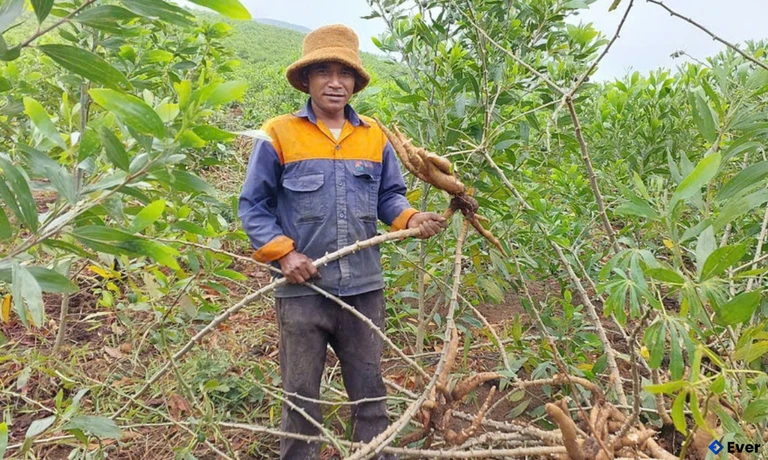 Ông Ngôn làng Kon Chră, xã Hra thu hoạch mì trồng xen vào diện tích rừng keo