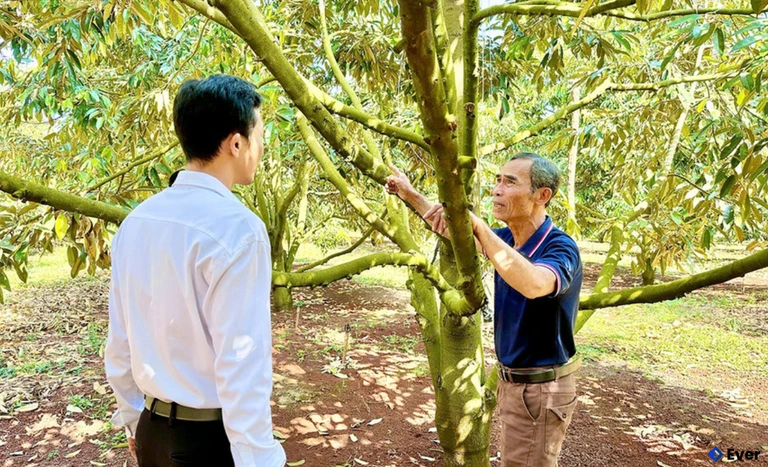 Ông Nguyễn Trọng Dũng (phải) chia sẻ về quá trình chuyển đổi 7 ha hồ tiêu sang trồng sầu riêng