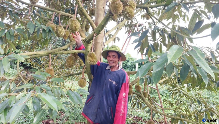 Ông Nguyễn Văn Thứa (thôn 18, xã Đak Sơmei) bên vườn sầu riêng trồng xen canh với cà phê