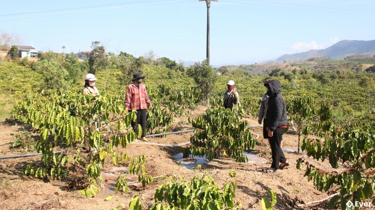 Phần lớn đồng bào Gié Triêng ở thôn Broong Mỹ, xã Đăk Môn đều có diện tích cây cà phê, cao su