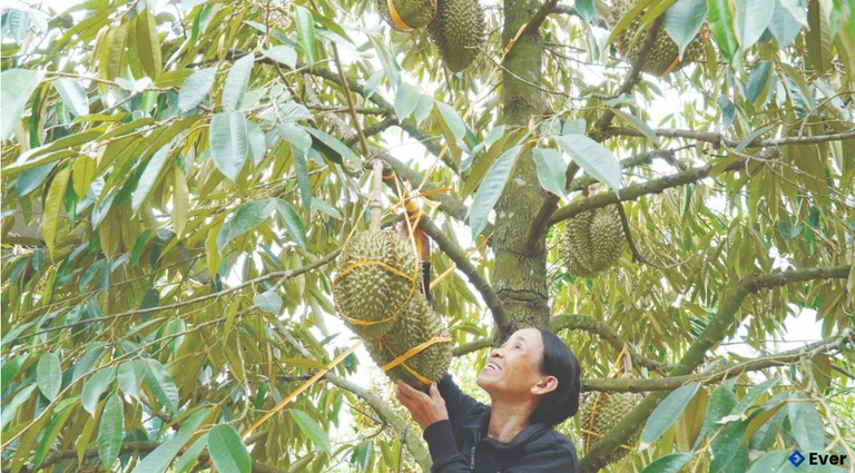 Phát triển cây ăn quả gắn với du lịch cộng đồng là một trong những định hướng phát triển của xã