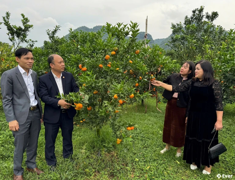 Phát triển cây ăn quả tại xã Kim Tân