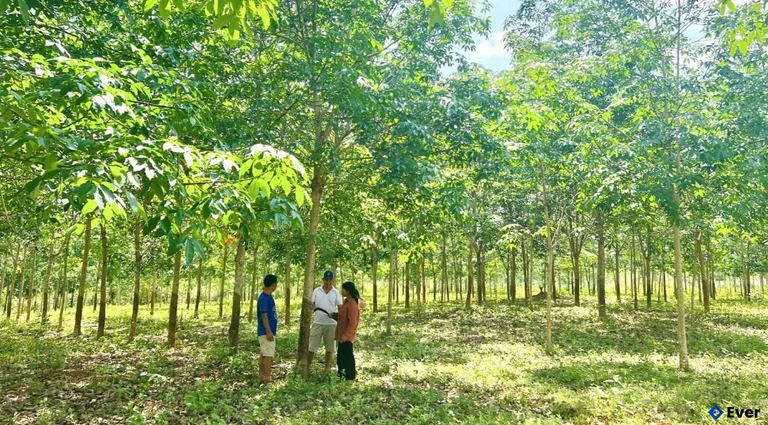 Phát triển cây cao su ở xã Lìa