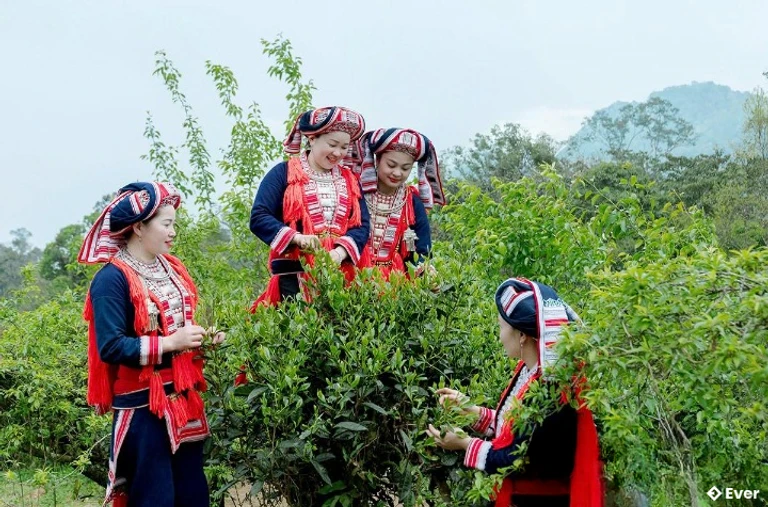 Phát triển cây chè Shan tuyết giúp đồng bào dân tộc Dao xã Thông Nguyên nâng cao thu nhập.