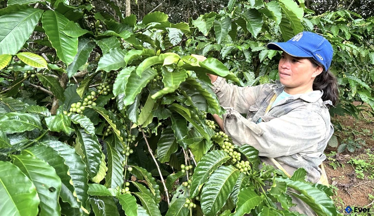 Phát triển diện tích cà phê, một thế mạnh của nông nghiệp ở xã vùng biên Sa Loong.