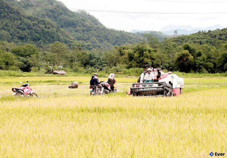 Phát triển nông nghiệp hàng hóa, xã Việt Lâm