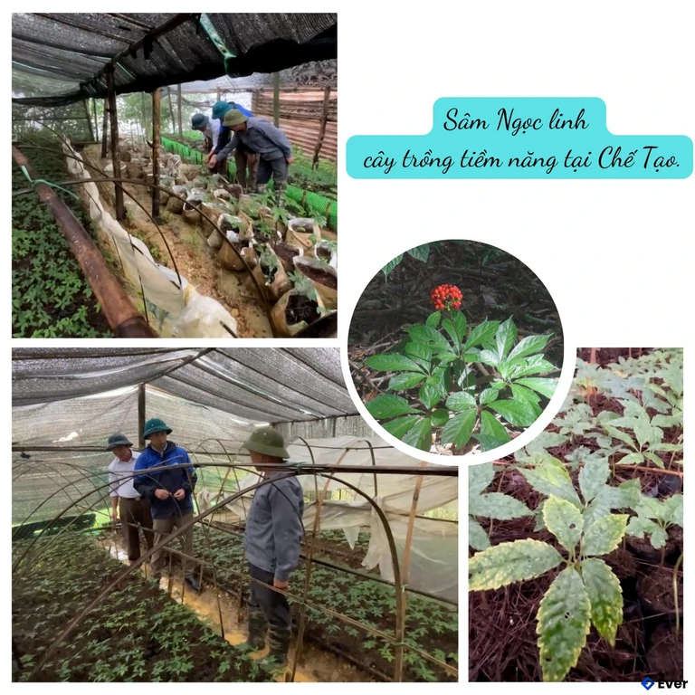 Phát triển về nông nghiệp tại xã Chế Tạo