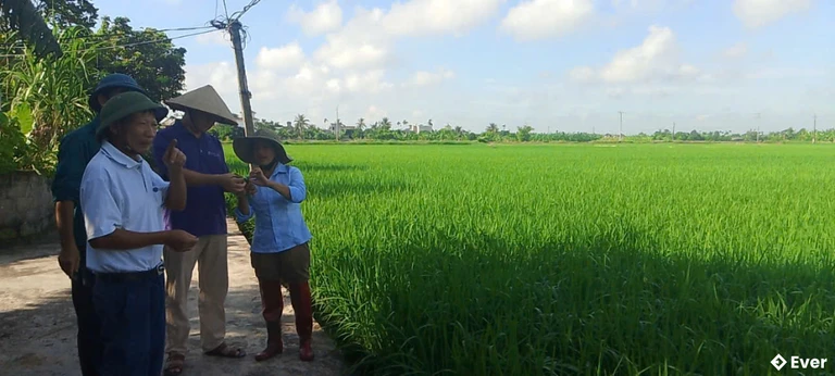 Phó Chủ tịch UBND xã Lạc Phượng cùng lãnh đạo thôn thăm đồng kiểm tra mức độ sâu cuốn lá