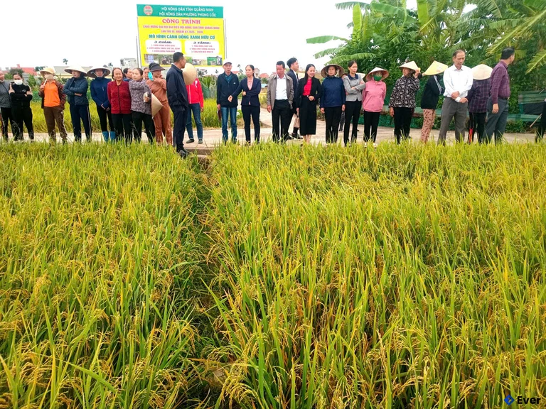 Phong Cốc hướng đến xây dựng địa phương giàu mạnh, văn minh