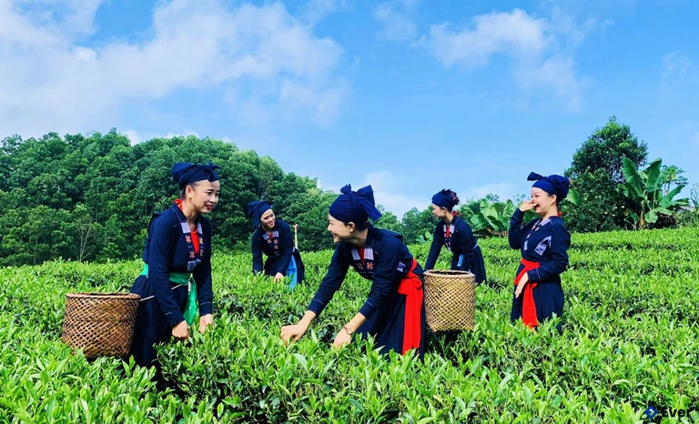 Phú Lương vẫn luôn là vùng đất nổi bật với nhiều làng nghề chè nổi tiếng