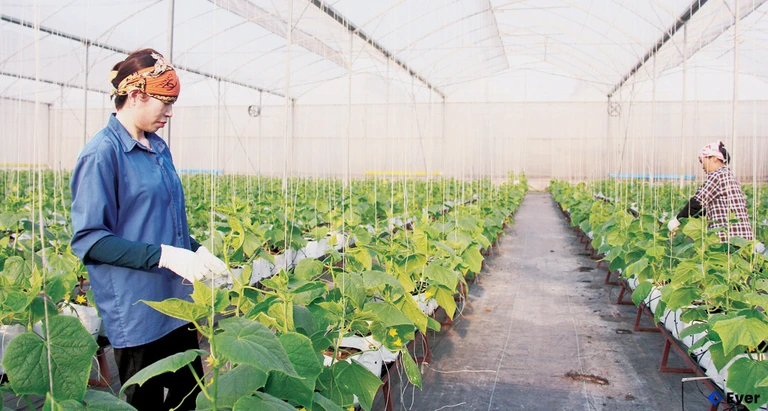 Phường Cảnh Thụy quan tâm phát triển nông nghiệp ứng dụng công nghệ cao